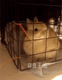 img-005PQIwggy1g5kh28twdxg305k077kjl.gif