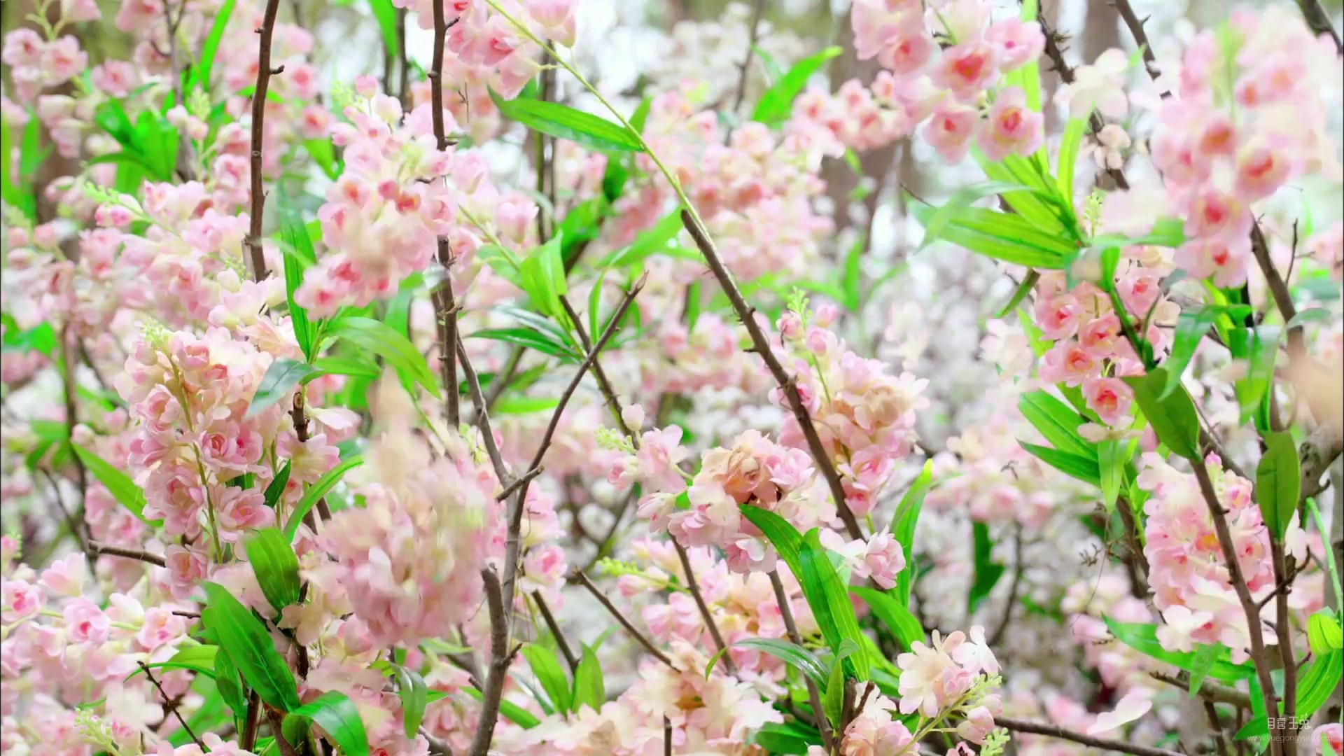 花枝动 砍断花枝 断剑发冠落地[00-00-01][20200323-100115948].jpg