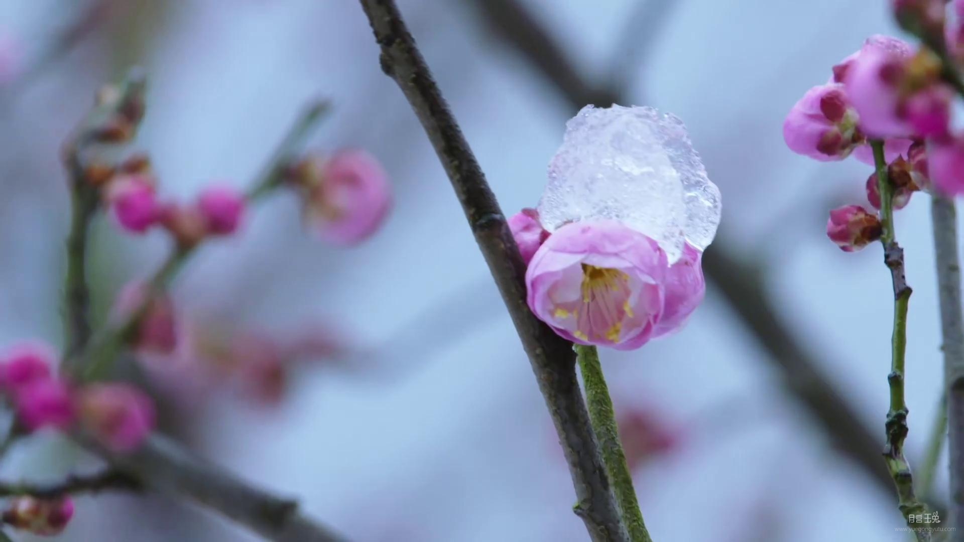 梅花