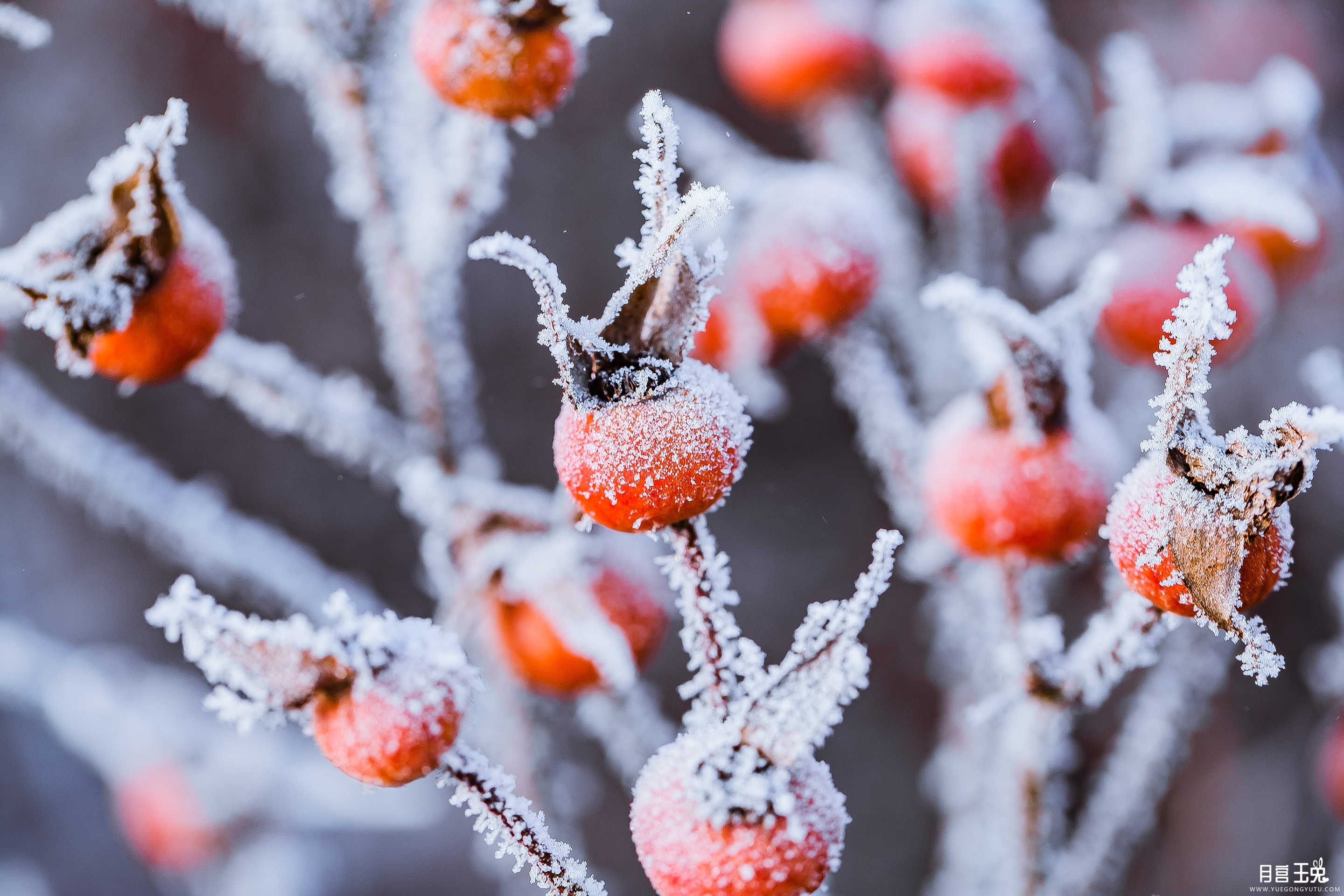 千库网_落满小雪的红色果实_摄影图编号1449471.jpg